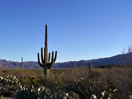 Saguaro National Park Rincon Mountain Division photo thumbnail